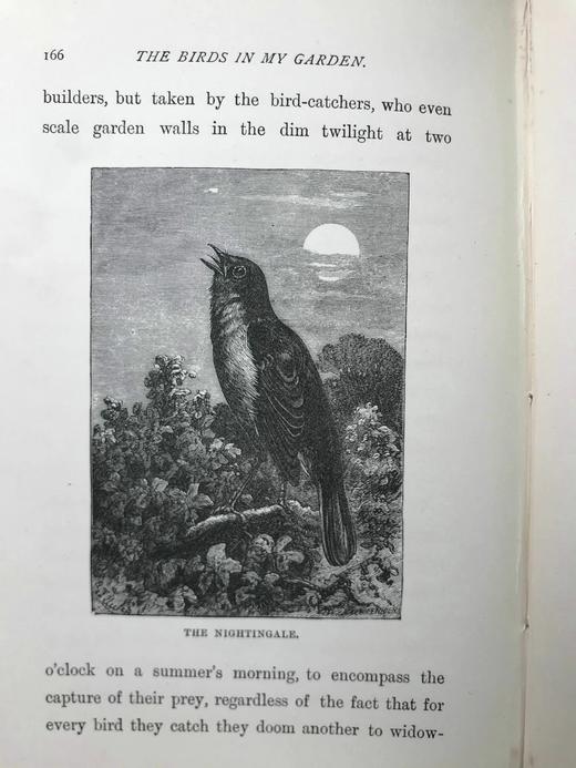 约19世纪后期 我的花园里的鸟类 数十幅精美插图 漆布精装32开 商品图14