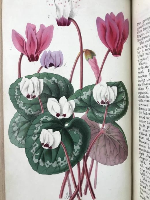 1854年 花店、水果商与园林杂志 10余幅套色版画与多幅黑白版画插图 全真皮精装大32开 商品图5