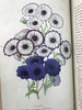 1854年 花店、水果商与园林杂志 10余幅套色版画与多幅黑白版画插图 全真皮精装大32开 商品缩略图6