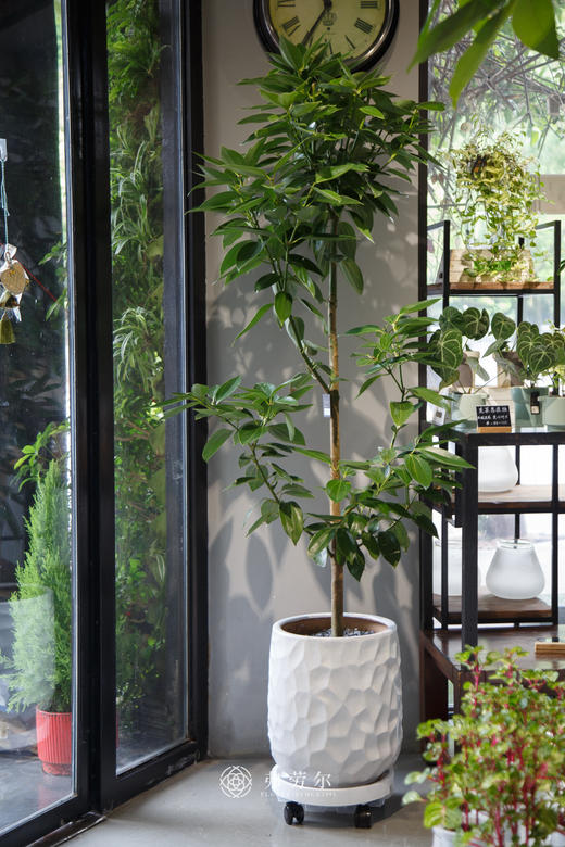 白盆平安树 商品图0