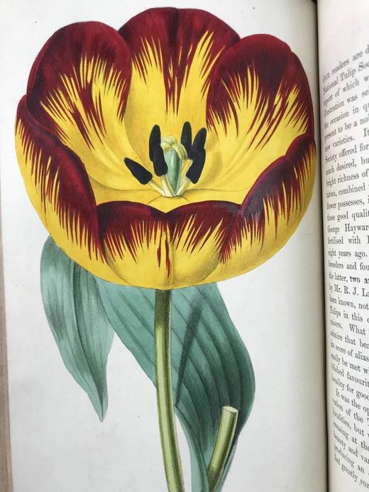 1854年 花店、水果商与园林杂志 10余幅套色版画与多幅黑白版画插图 全真皮精装大32开 商品图4