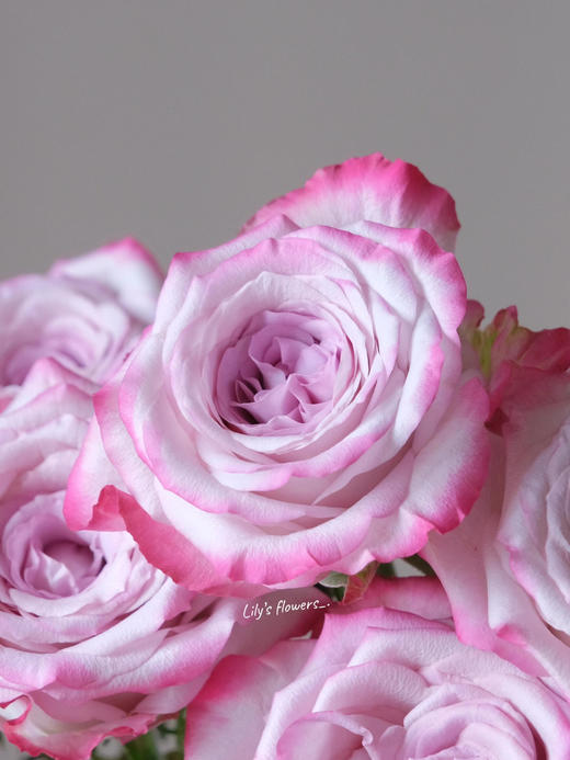 【AB级气场玫瑰.第二件减10元】10支/份  长60cm 商品图1