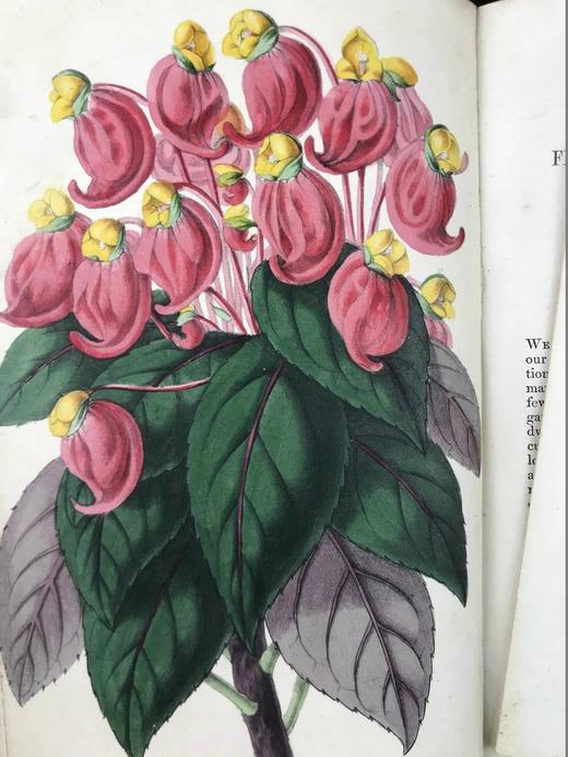 1854年 花店、水果商与园林杂志 10余幅套色版画与多幅黑白版画插图 全真皮精装大32开 商品图3