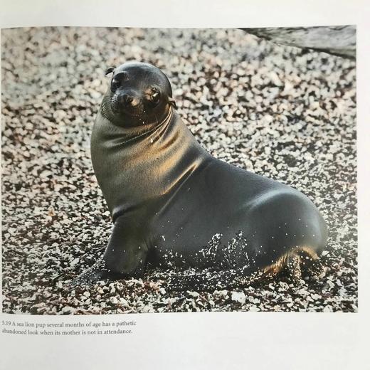 加拉帕戈斯群岛：探索达尔文的锦绣 数百幅插图 精装16开 商品图12