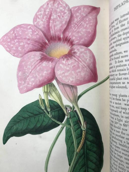 1854年 花店、水果商与园林杂志 10余幅套色版画与多幅黑白版画插图 全真皮精装大32开 商品图10