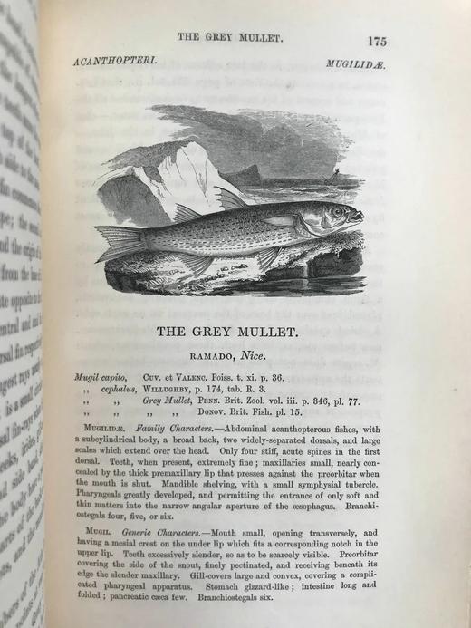 1859年 英国鱼类史（卷2） 近300幅木版画插图 漆布精装18开 商品图11