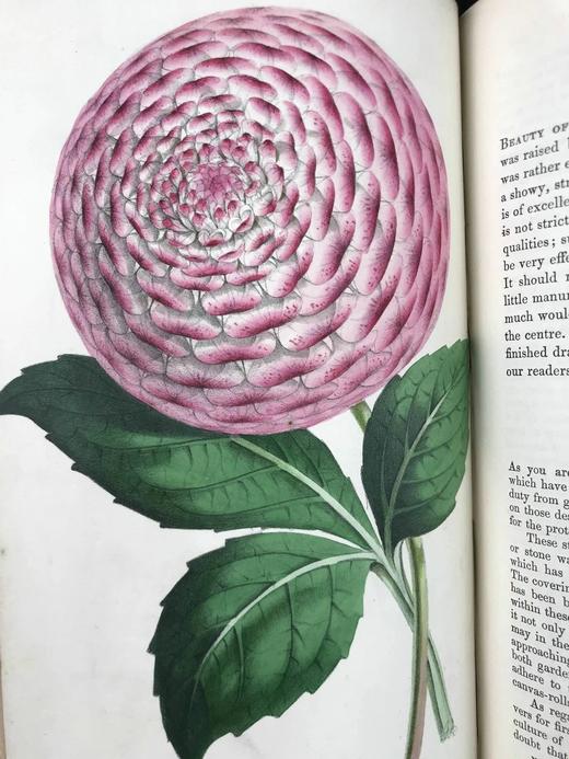 1854年 花店、水果商与园林杂志 10余幅套色版画与多幅黑白版画插图 全真皮精装大32开 商品图7