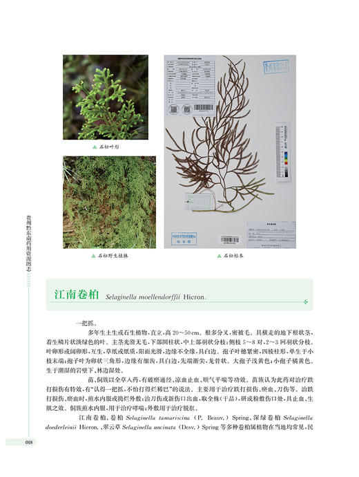 贵州黔东南药用资源图志 药用植物贵州图谱 中草药图谱集 陈建祥 刘开桃 上海科学技术出版社9787547866221  商品图4