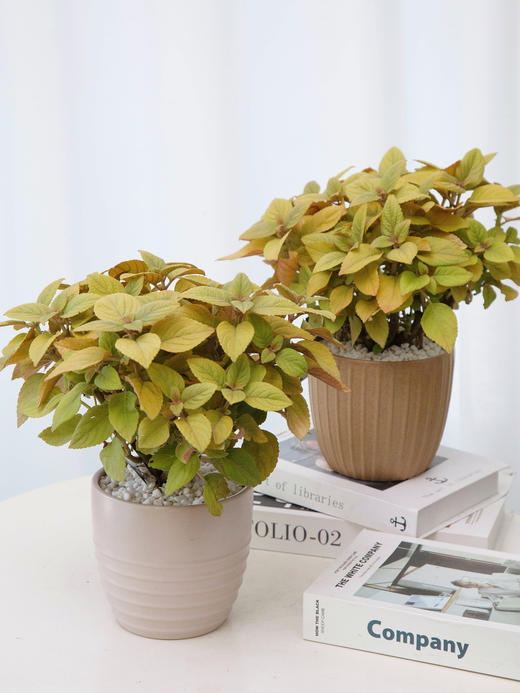 彩叶草 商品图0