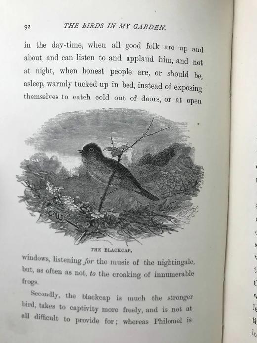 约19世纪后期 我的花园里的鸟类 数十幅精美插图 漆布精装32开 商品图11