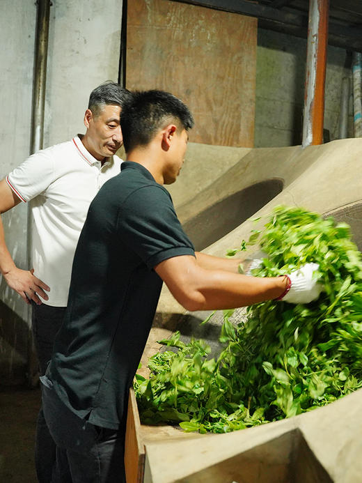 【积分兑换价：600元+500积分】2024年【那罕单株】选自那罕组46号茶农家古树；古寨春拥有那罕茶祖采摘权；500克/箱；散茶 商品图3