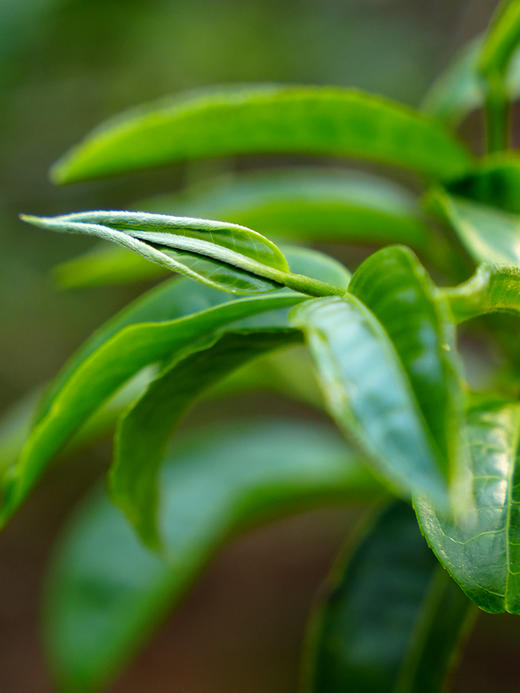 【积分兑换价：600元+500积分】2024年【那罕单株】选自那罕组46号茶农家古树；古寨春拥有那罕茶祖采摘权；500克/箱；散茶 商品图1