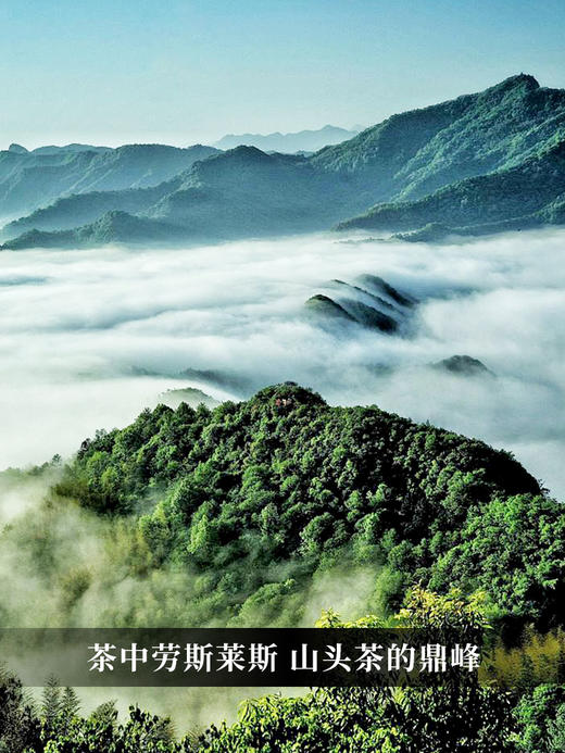 【掌柜私藏老班章】2015年头春勐海普洱茶生茶超大古树‘茶中劳斯莱斯’山头茶的顶峰 357克/饼茶 单饼铁盒装 5饼/提高端礼盒装 拍5发6拍20发25 商品图1