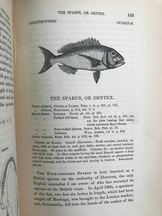 1859年 英国鱼类史（卷2） 近300幅木版画插图 漆布精装18开 商品图13