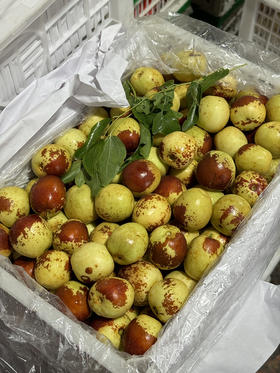 河北黄骅冬枣一级果一斤