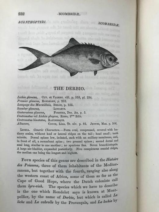 1859年 英国鱼类史（卷2） 近300幅木版画插图 漆布精装18开 商品图5