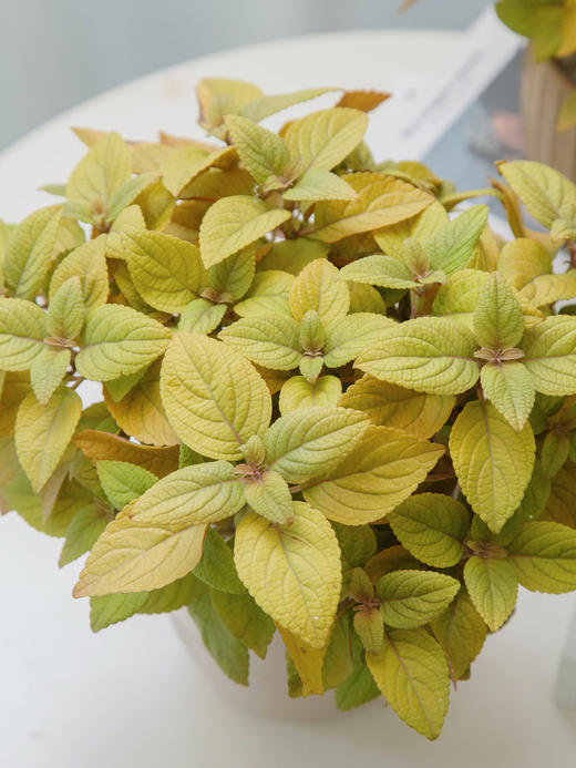 彩叶草 商品图1