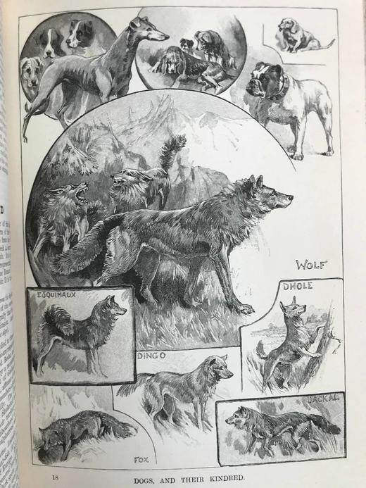 含中国内容！1892年 通用资料宝库（C~F） 配多幅插图 真皮精装18开 商品图6