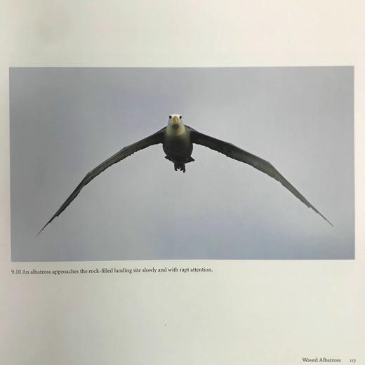 加拉帕戈斯群岛：探索达尔文的锦绣 数百幅插图 精装16开 商品图6