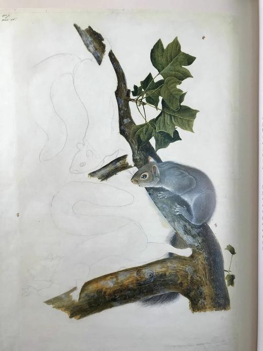 奥杜邦北美哺乳动物画集 184幅插图（80幅彩色） 精装16开 商品图8