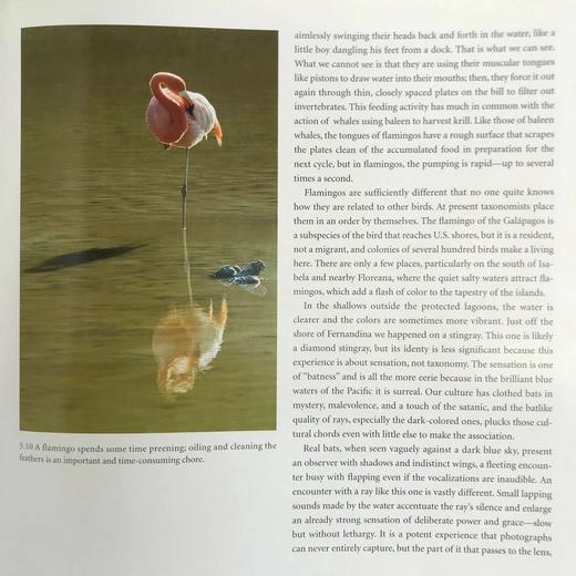 加拉帕戈斯群岛：探索达尔文的锦绣 数百幅插图 精装16开 商品图14