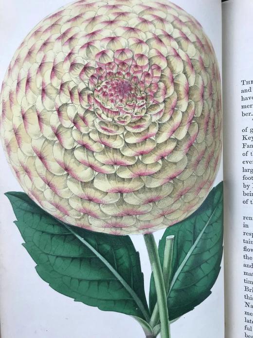 1854年 花店、水果商与园林杂志 10余幅套色版画与多幅黑白版画插图 全真皮精装大32开 商品图9