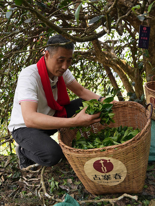【积分兑换价：600元+500积分】2024年【那罕单株】选自那罕组46号茶农家古树；古寨春拥有那罕茶祖采摘权；500克/箱；散茶 商品图4