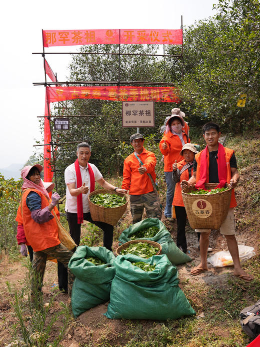 【积分兑换价：600元+500积分】2024年【那罕单株】选自那罕组46号茶农家古树；古寨春拥有那罕茶祖采摘权；500克/箱；散茶 商品图13