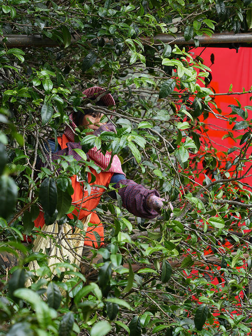 【积分兑换价：600元+500积分】2024年【那罕单株】选自那罕组46号茶农家古树；古寨春拥有那罕茶祖采摘权；500克/箱；散茶 商品图8