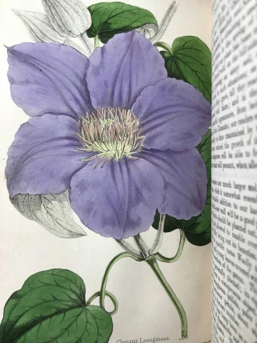 1854年 花店、水果商与园林杂志 10余幅套色版画与多幅黑白版画插图 全真皮精装大32开 商品图12