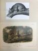 奥杜邦北美哺乳动物画集 184幅插图（80幅彩色） 精装16开 商品缩略图11