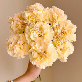 单头康乃馨丨西西里丨20支/扎