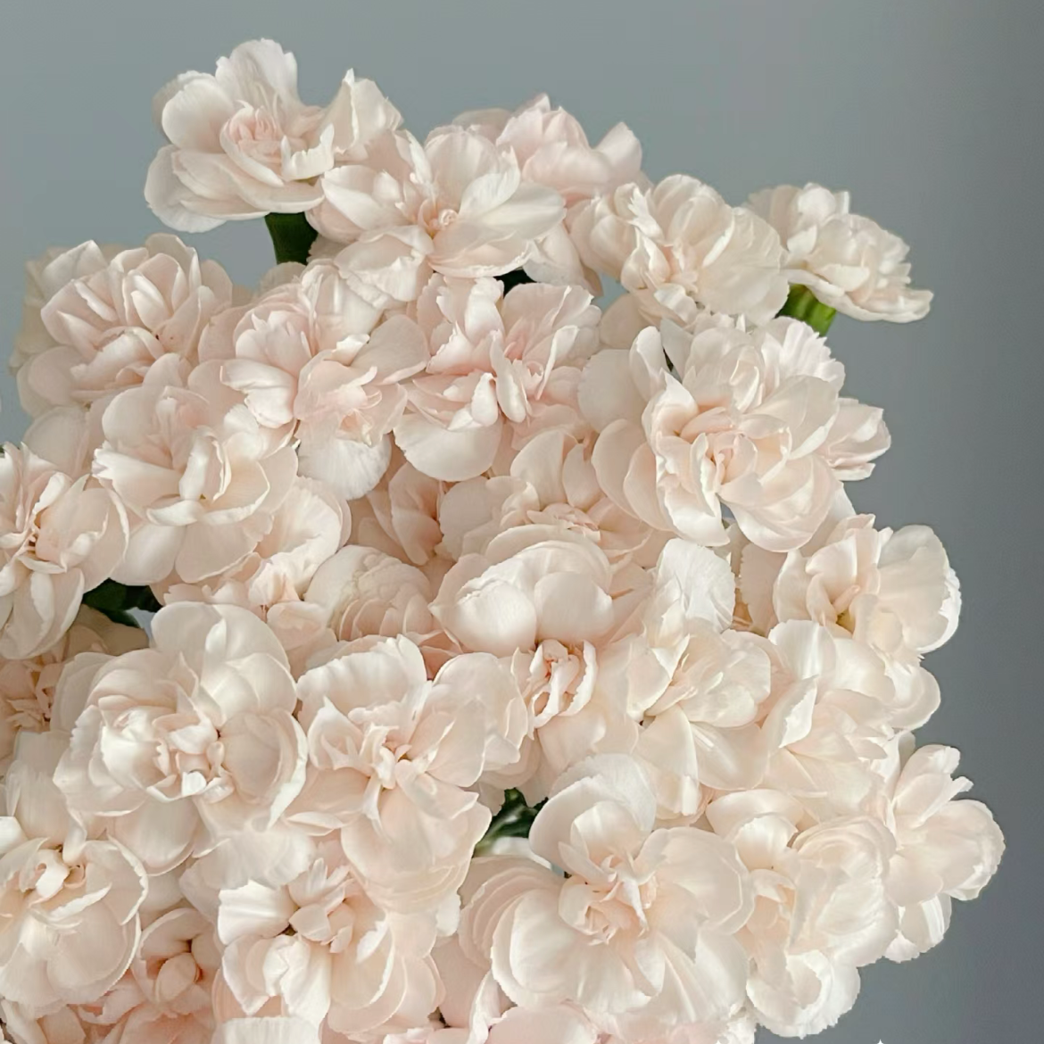 流年多丁 多头康乃馨丨20支