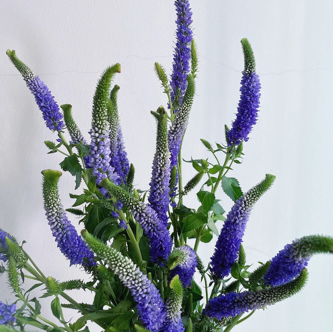 紫色鼠尾丨草花