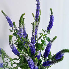 紫色鼠尾丨草花