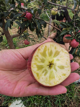 海拔1600米上的阳光苹果
来自“神仙产地”高原云南·石林，全年日照长达2700小时，非常利于苹果积累糖分，因此也被叫做“离太阳最近离城市最远”的阳光果！3斤/箱