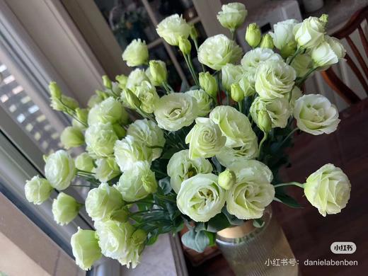 洋桔梗绿色5支 商品图1