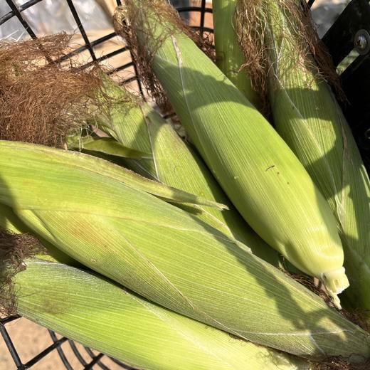 生态水果玉米（英德） | 合作生产*Eco-Corn  | Coproduction 商品图4