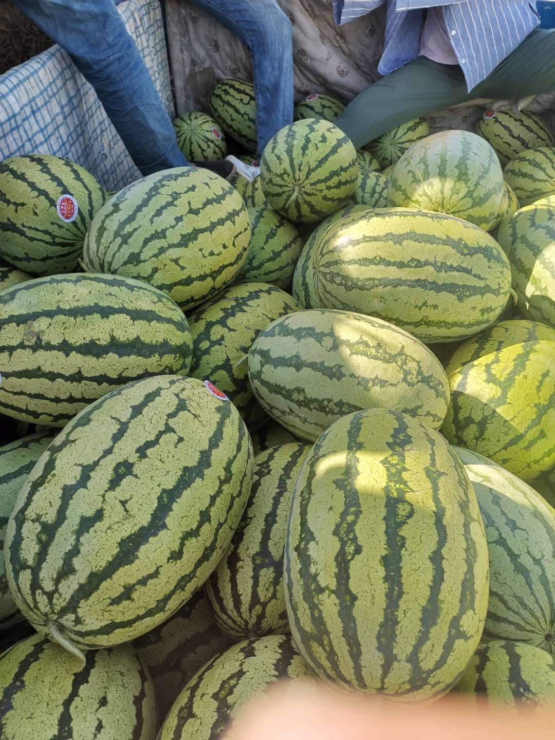 宁夏石头缝西瓜