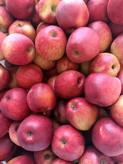 海拔1600米上的阳光苹果
来自“神仙产地”高原云南·石林，全年日照长达2700小时，非常利于苹果积累糖分，因此也被叫做“离太阳最近离城市最远”的阳光果！3斤/箱 商品图2