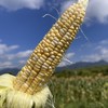 生态水果玉米（英德） | 合作生产*Eco-Corn  | Coproduction 商品缩略图2