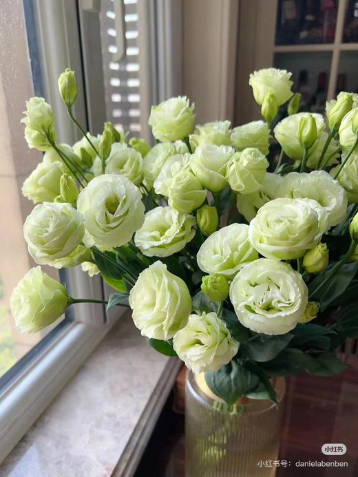 洋桔梗绿色5支 商品图0