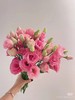 洋桔梗粉色一捆 商品缩略图1
