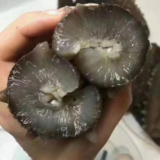 鲜食大连刺参王 商品图0
