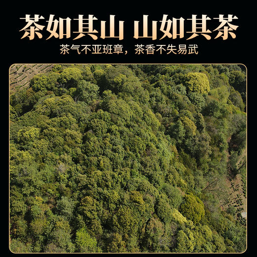 德丰昌普洱生茶散茶300克/盒【班章四寨-老曼峨】 商品图6