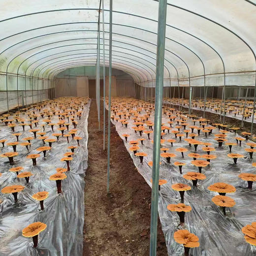 仙芝渝破壁灵芝孢子粉胶囊 商品图4