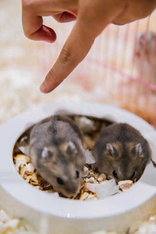 【万象城·MelandSport】110元单人/158元周中双人票/245三人票；夜场79元起~一票不限时畅玩，平日周末节假日通用！云端探险、抱石攀岩、魔方密室、赛博宇宙、萌宠动物、电玩世界 商品图3