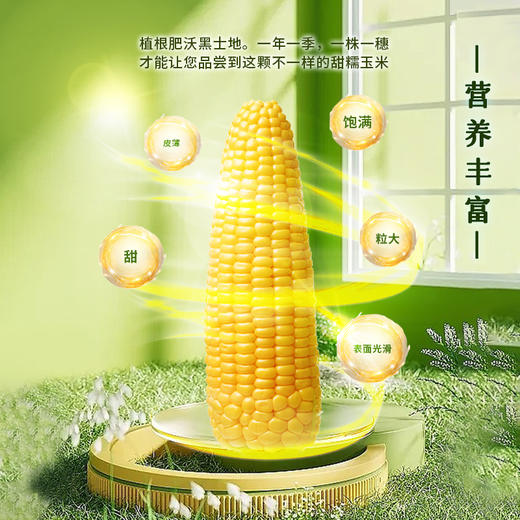 初方有机鲜食玉米 黑龙江巴彦黄糯玉米速食220g*10支礼盒装 商品图2
