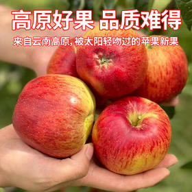 云南昭通 野生丑苹果 冰糖心苹果 现摘现发 整箱发货