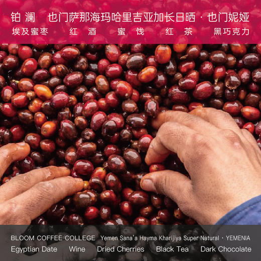 也门咖啡豆萨那Hayma也门妮娅精品手冲日晒咖啡豆 商品图0